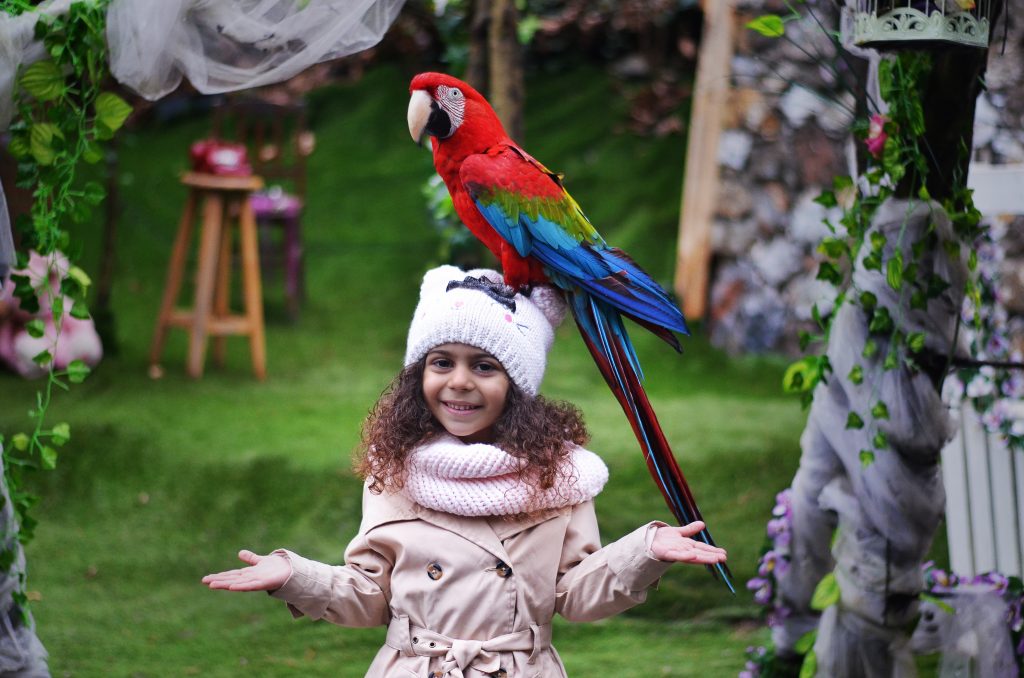 papağan fotoğraf çekimi izmit kocaeli